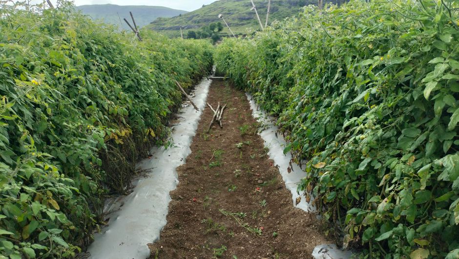 Rows of healthy vegetable plants grow in a garden during midsummer.